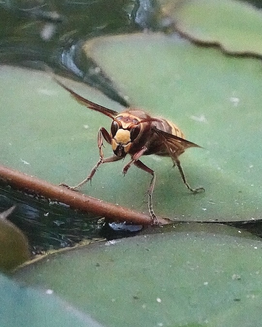 hornet